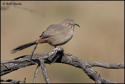 Crissal Thrasher (Toxostoma crissale)