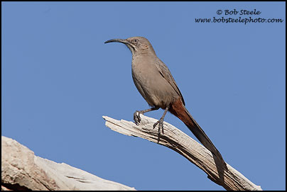Crissal Thrasher (Toxostoma crissale)
