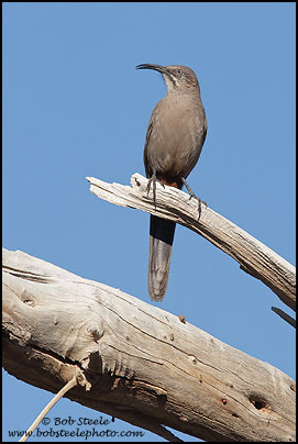 Crissal Thrasher (Toxostoma crissale)