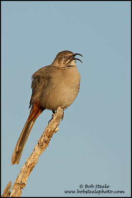 Crissal Thrasher (Toxostoma crissale)