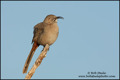 Crissal Thrasher (Toxostoma crissale)