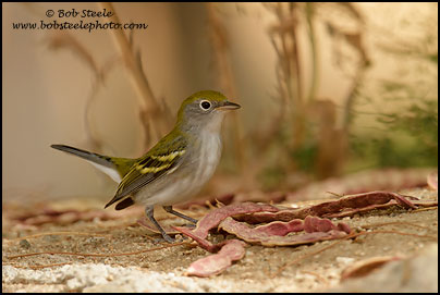 Chestnut-sided Warbler (Dendroica pensylvanica)