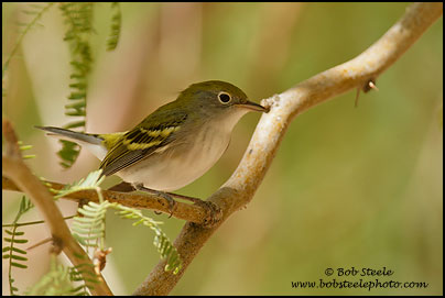 Chestnut-sided Warbler (Dendroica pensylvanica)
