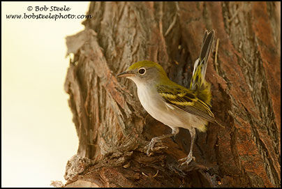 Chestnut-sided Warbler (Dendroica pensylvanica)