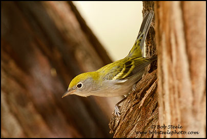 Chestnut-sided Warbler (Dendroica pensylvanica)