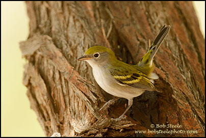 Chestnut-sided Warbler (Dendroica pensylvanica)