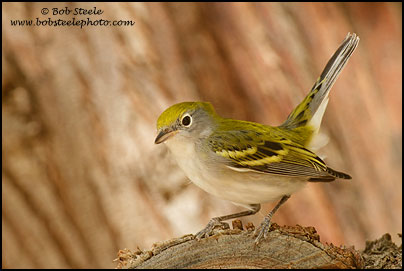 Chestnut-sided Warbler (Dendroica pensylvanica)