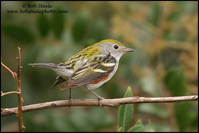 Chestnut-sided Warbler (Dendroica pensylvanica)