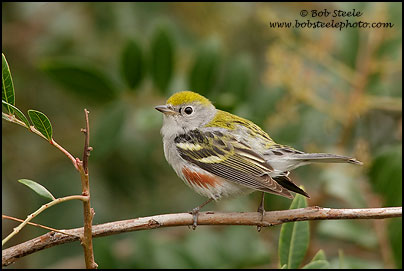 Chestnut-sided Warbler (Dendroica pensylvanica)