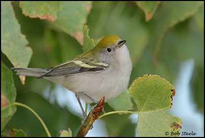 Chestnut-sided Warbler (Dendroica pensylvanica)