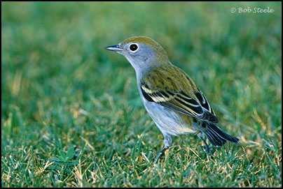 Chestnut-sided Warbler (Dendroica pensylvanica)
