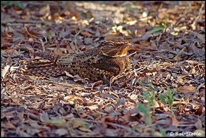 Chuck-will's-widow (Caprimulgus carolinensis)