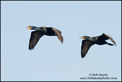 Double-crested Cormorant (Phalacrocorax auritus)