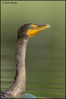 Double-crested Cormorant (Phalacrocorax auritus)