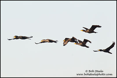 Double-crested Cormorant (Phalacrocorax auritus)