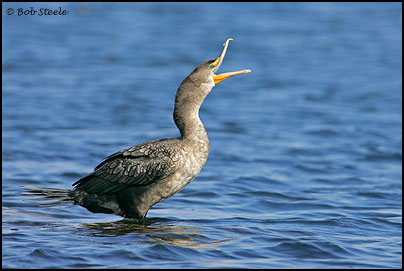 Double-crested Cormorant (Phalacrocorax auritus)