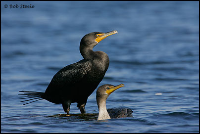 Double-crested Cormorant (Phalacrocorax auritus)