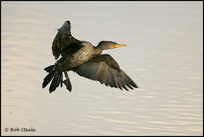 Double-crested Cormorant (Phalacrocorax auritus)