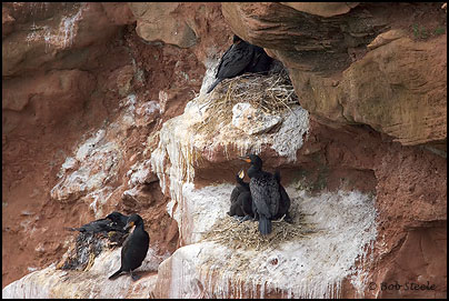 Double-crested Cormorant (Phalacrocorax auritus)