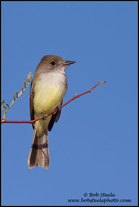 Dusky-capped Flycatcher (Myiarchus tuberculifer)