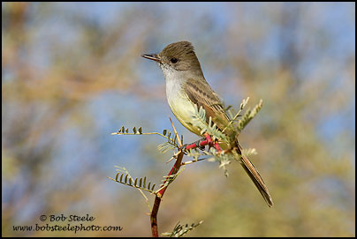 Dusky-capped Flycatcher (Myiarchus tuberculifer)