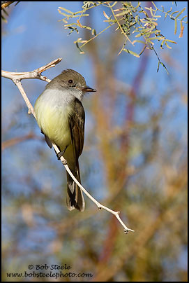 Dusky-capped Flycatcher (Myiarchus tuberculifer)