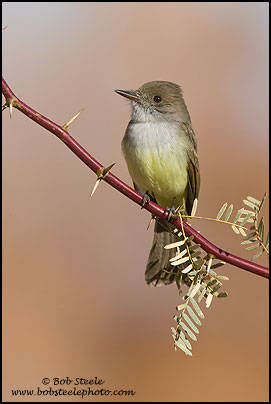 Dusky-capped Flycatcher (Myiarchus tuberculifer)