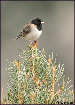 Dark-eyed Junco (Junco hyemalis)