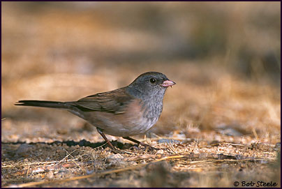Dark-eyed Junco (Junco hyemalis)