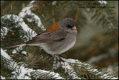 Dark-eyed Junco (Junco hyemalis)
