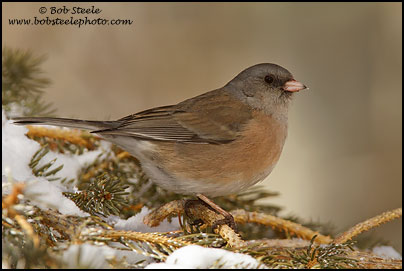 Dark-eyed Junco (Junco hyemalis)