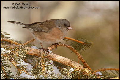 Dark-eyed Junco (Junco hyemalis)