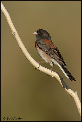 Dark-eyed Junco (Junco hyemalis)