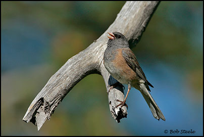 Dark-eyed Junco (Junco hyemalis)