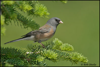 Dark-eyed Junco (Junco hyemalis)