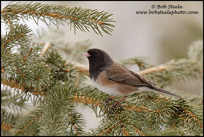 Dark-eyed Junco (Junco hyemalis)
