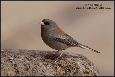 Dark-eyed Junco (Junco hyemalis)