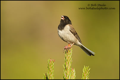Dark-eyed Junco (Junco hyemalis)