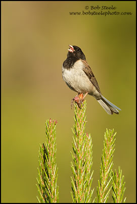 Dark-eyed Junco (Junco hyemalis)