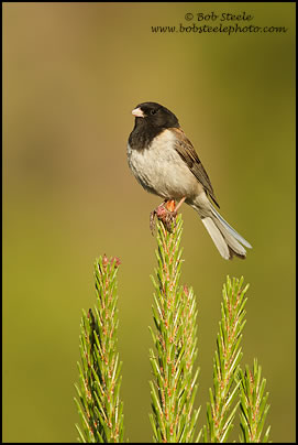 Dark-eyed Junco (Junco hyemalis)