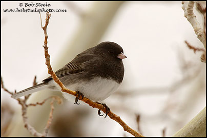 Dark-eyed Junco (Junco hyemalis)