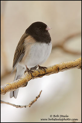 Dark-eyed Junco (Junco hyemalis)