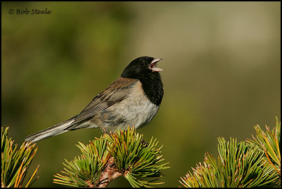 Dark-eyed Junco (Junco hyemalis)
