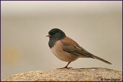 Dark-eyed Junco (Junco hyemalis)
