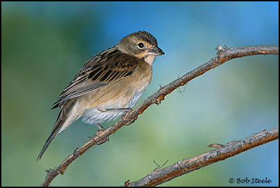 Dickcissel (Spiza americana)