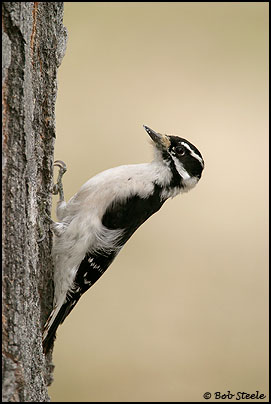 Downey Woodpecker (Picoides pubescens)