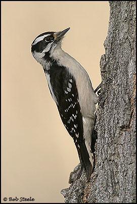 Downey Woodpecker (Picoides pubescens)