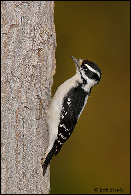 Downey Woodpecker (Picoides pubescens)