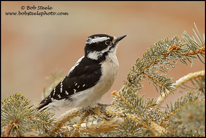 Downy Woodpecker (Picoides pubescens)