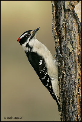 Downey Woodpecker (Picoides pubescens)
